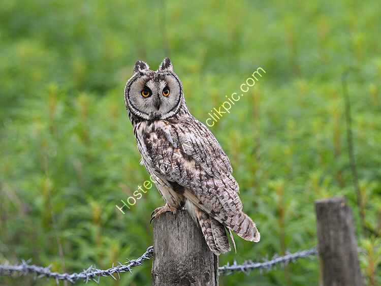 Long ear owl
