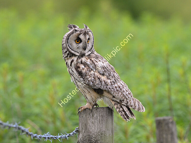 Long ear owl2