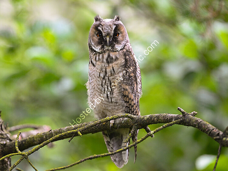 Long ear owl chick