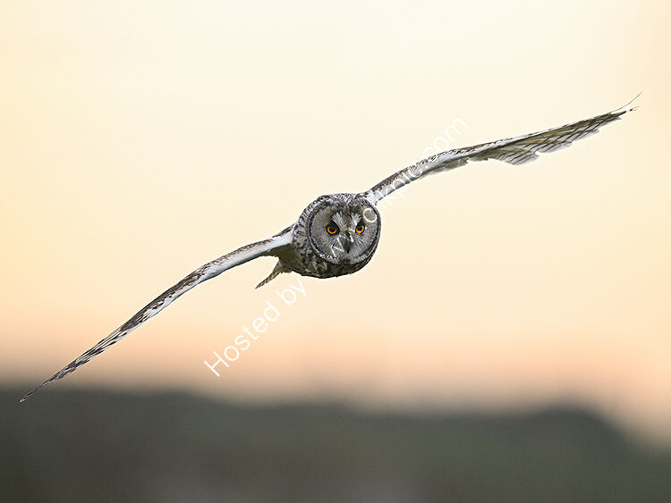 Long ear owl in morning sunlight