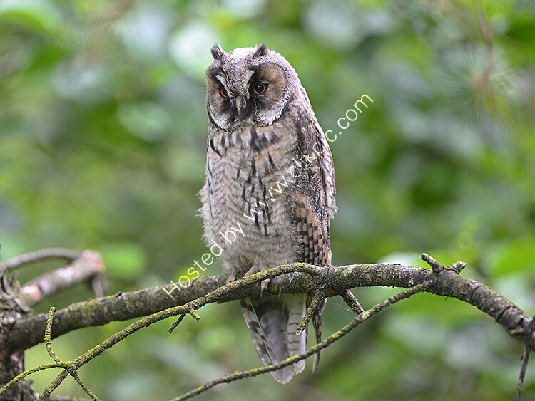 Long ear owl watching the ground