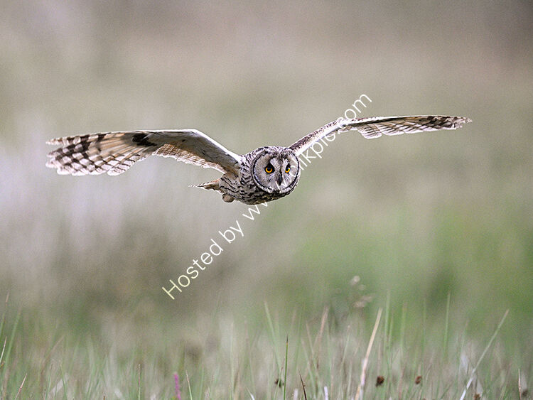 Long earred owl  over grassland