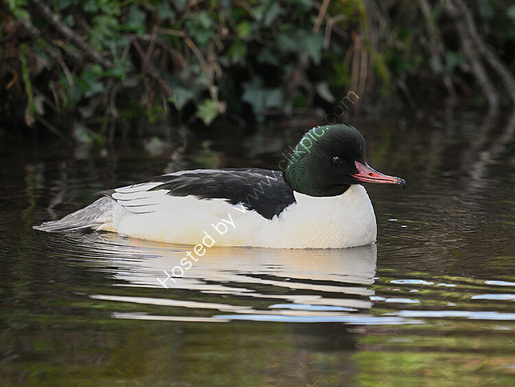 Male Goosander2