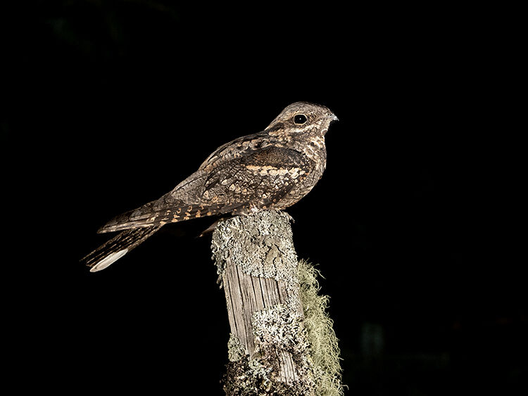 Male Nightjar