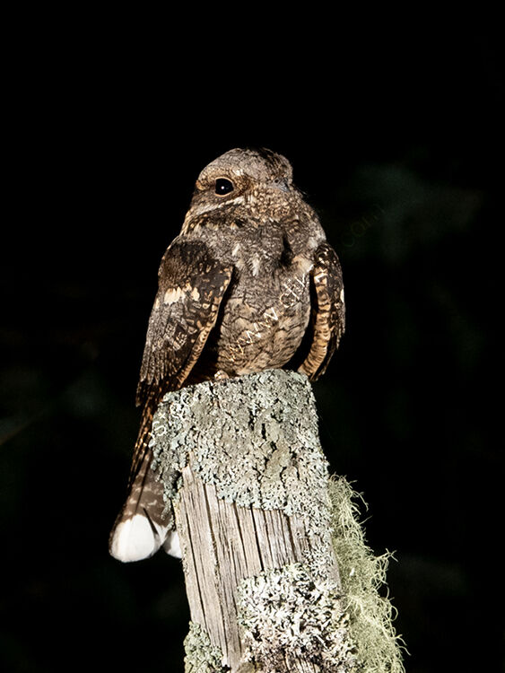 Male Nightjar head on