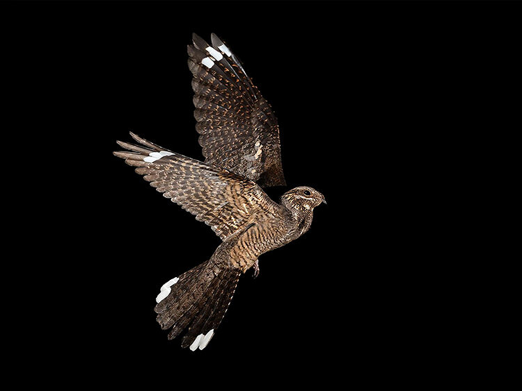 Male Nightjar in flight