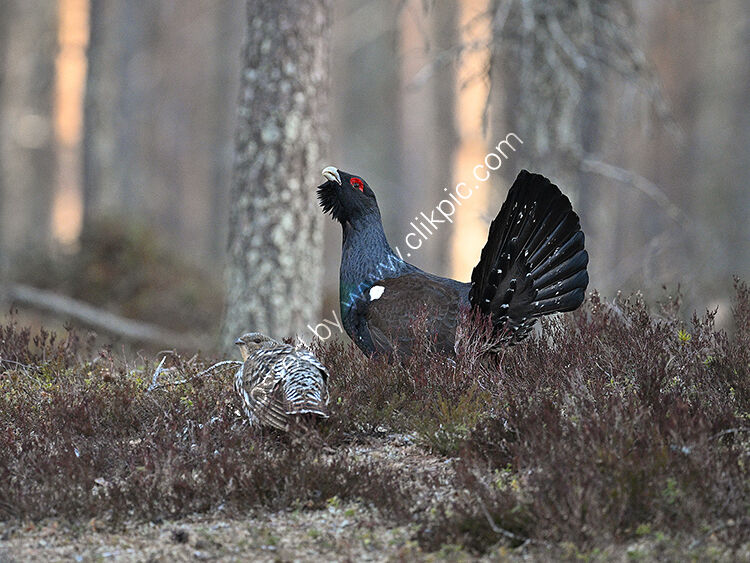 Male and female capercaillie