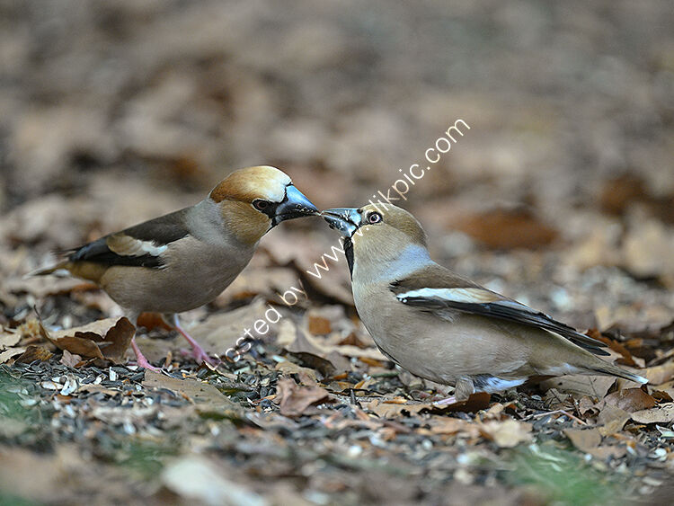 Male and female hawfinches
