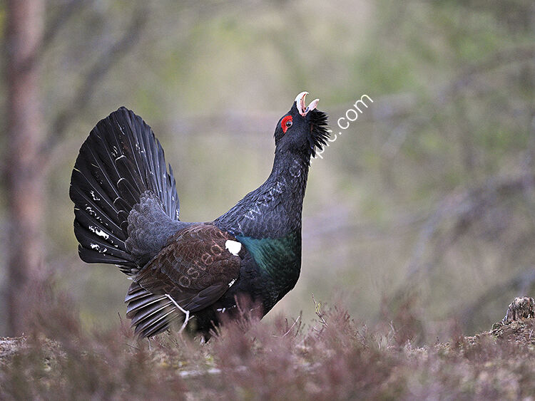 Male capercaillie