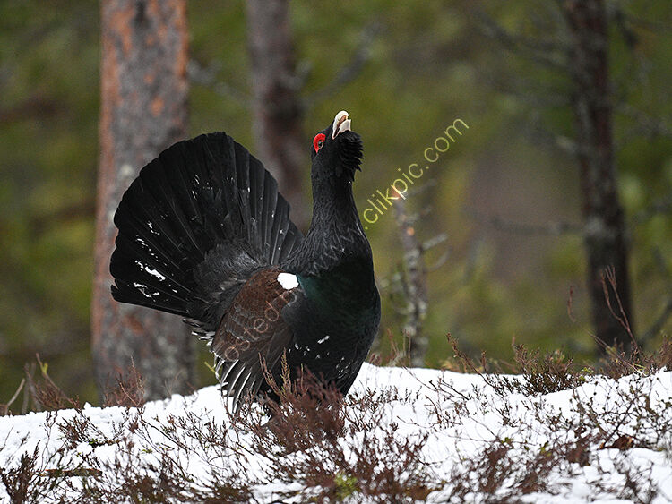 Male capercaillie3