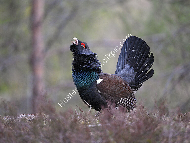 Male capercaillie at lek