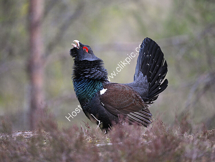 Male capercaillie croaking