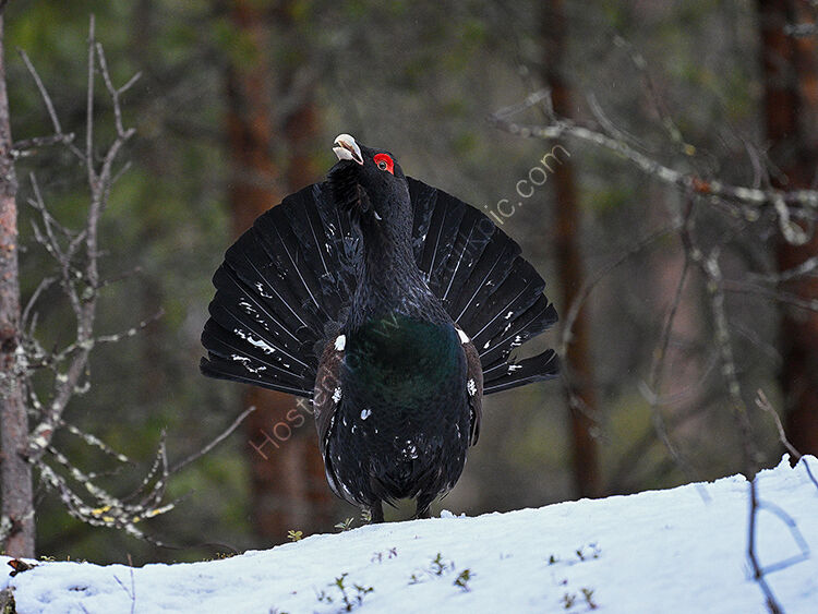 Male capercaillie head on in snow