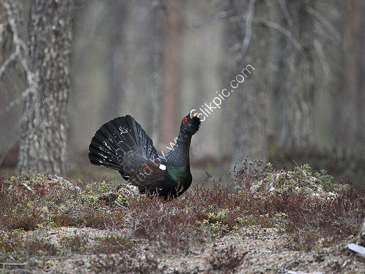 Male capercaillie in woodland