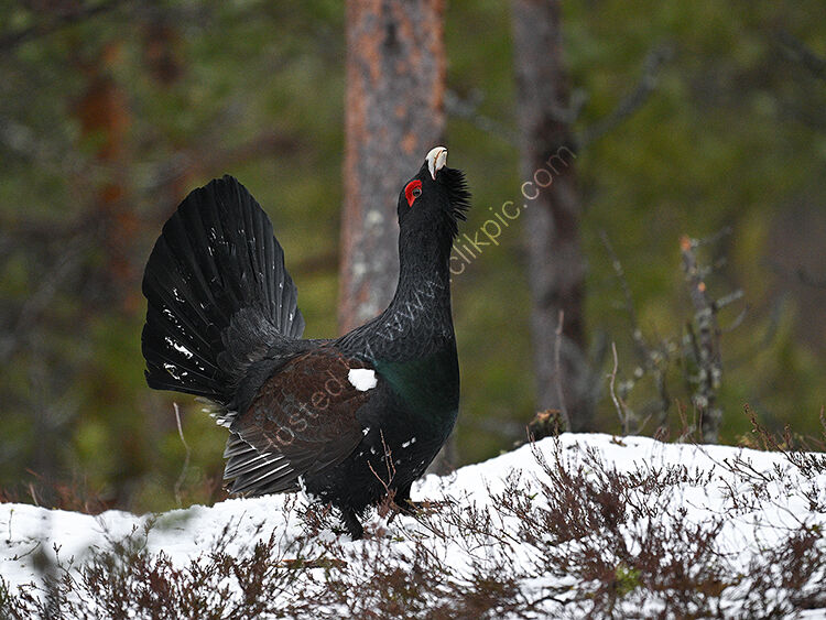 Male capercaillie lekking