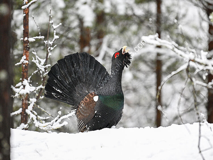 Male capercaillie walking in snow
