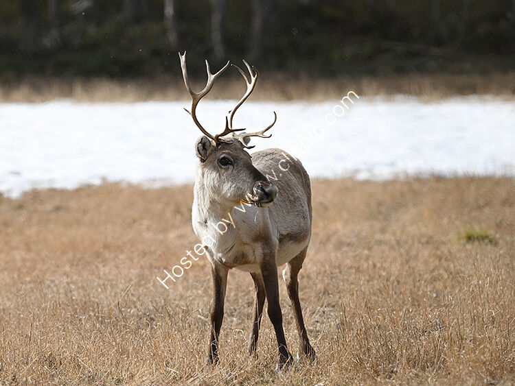Male reindeer