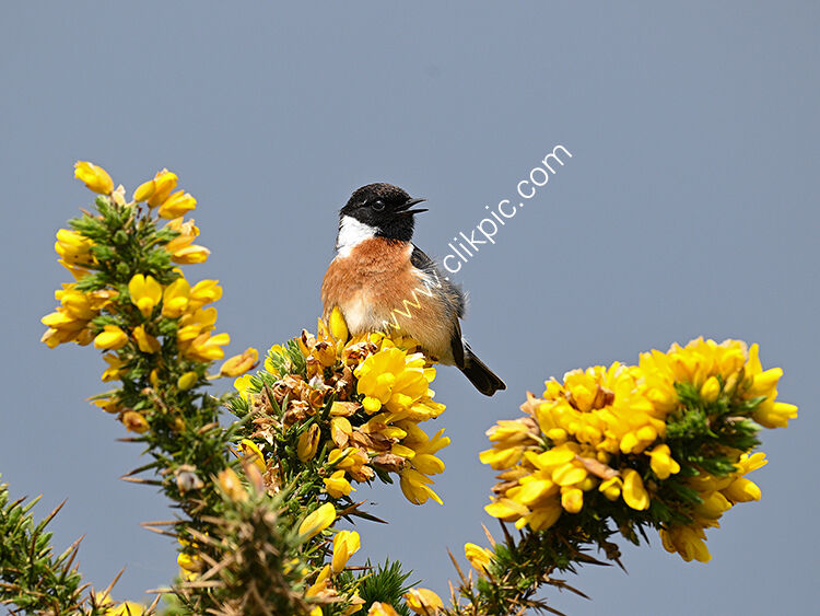 Male stonechat singing