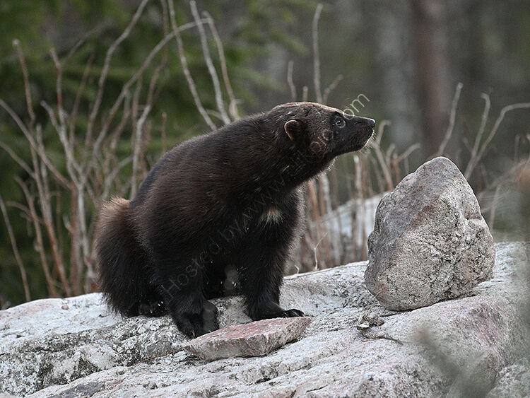 Male wolverine