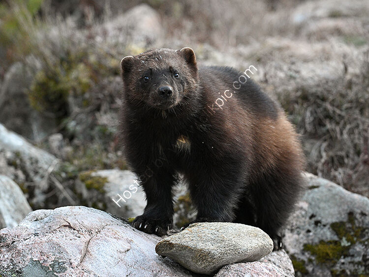 Male wolverine2