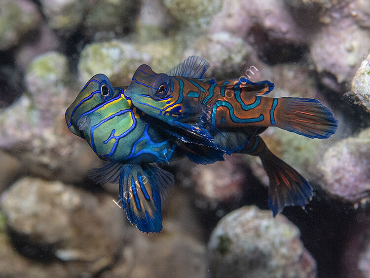 Mandarin fish mating
