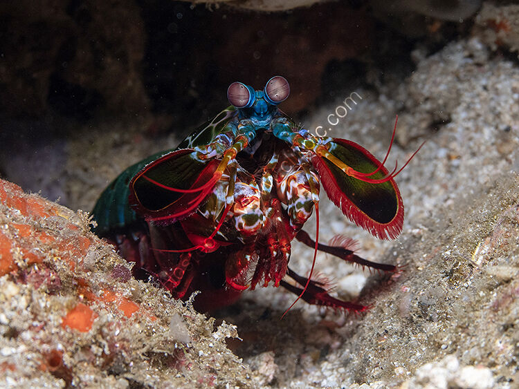 Mantis shrimp
