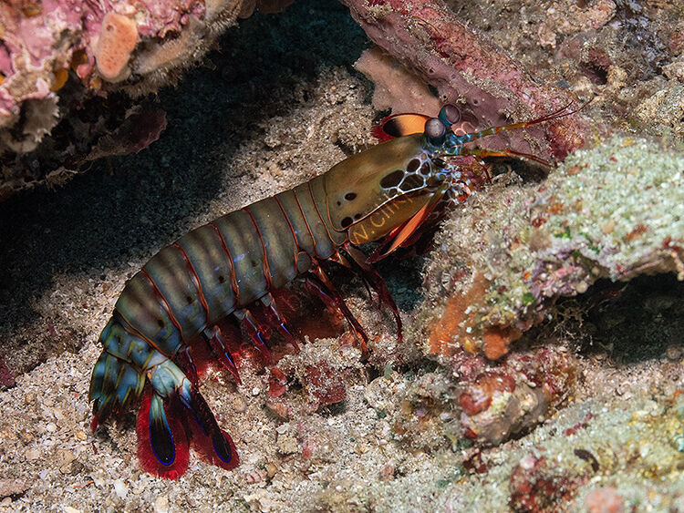 Mantis shrimp in open
