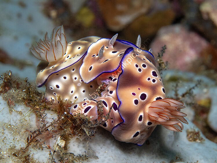 Mating nudibranch H tyroni