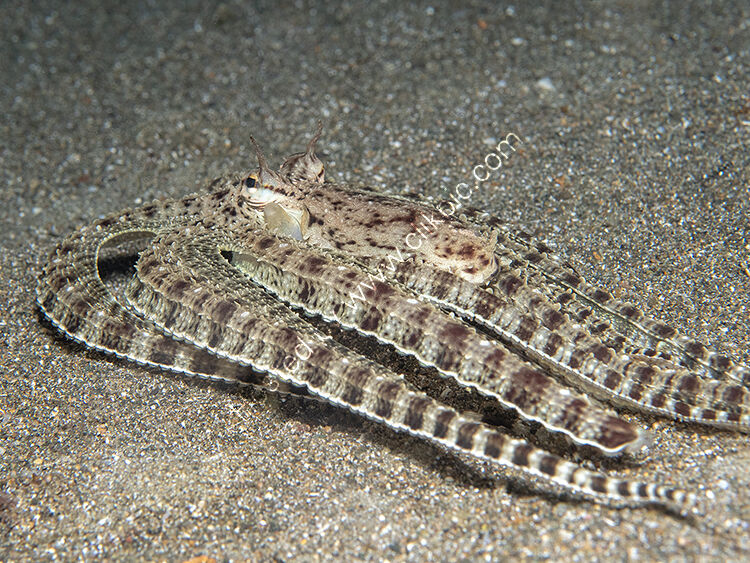 Mimic octopus