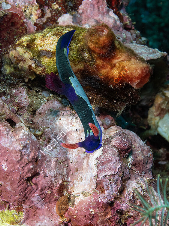 Nembrotha chamerlaini  nudibranch