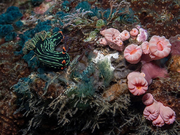 Nembrotha kuberyanu nudibranch