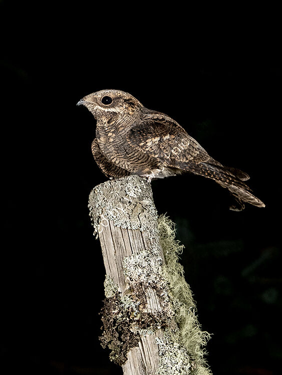 Nightjar