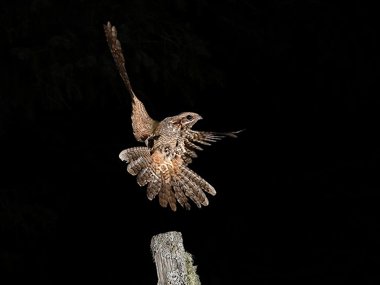 Nightjar hovering