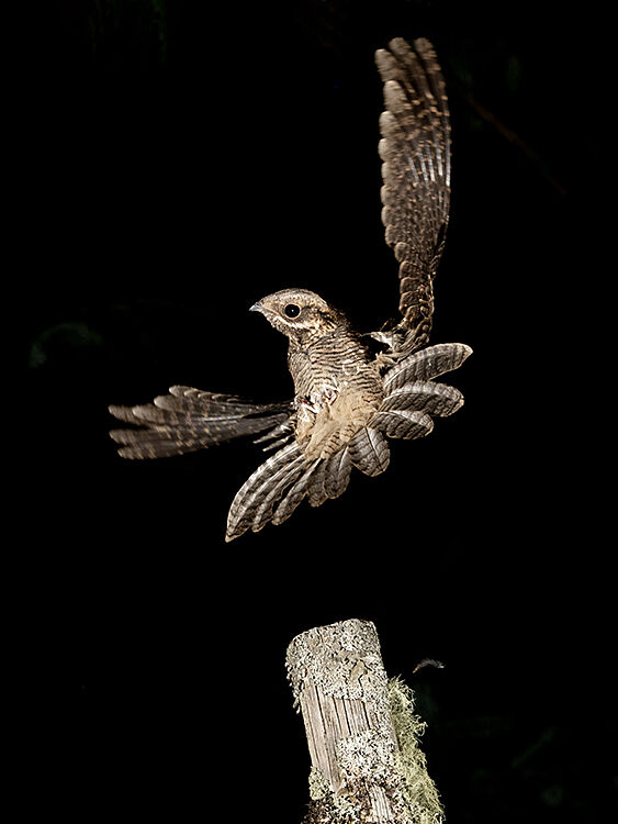 Nightjar leaving post