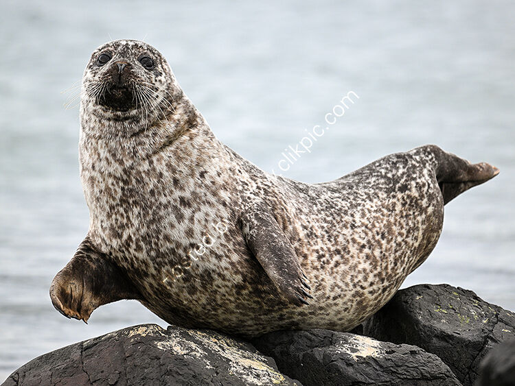 No hands seal