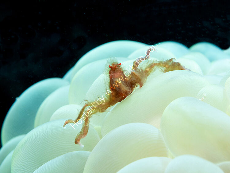 Orangutang crab