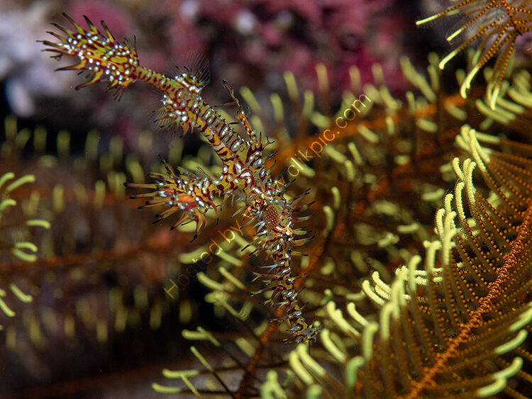 Ornate ghost pipe fish