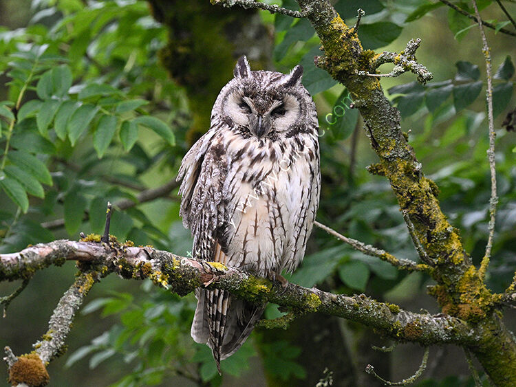 Owl sleeping