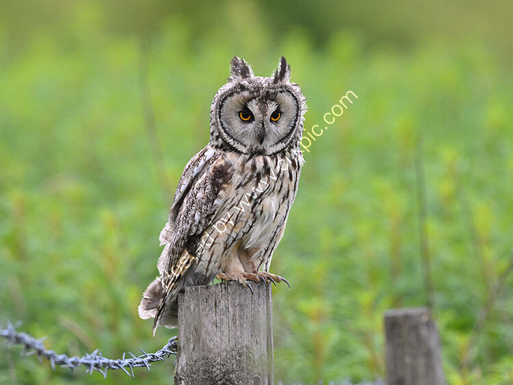 Owl watching the ground
