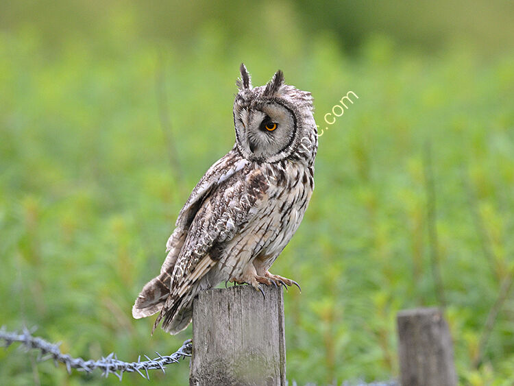 Owl with feathers up