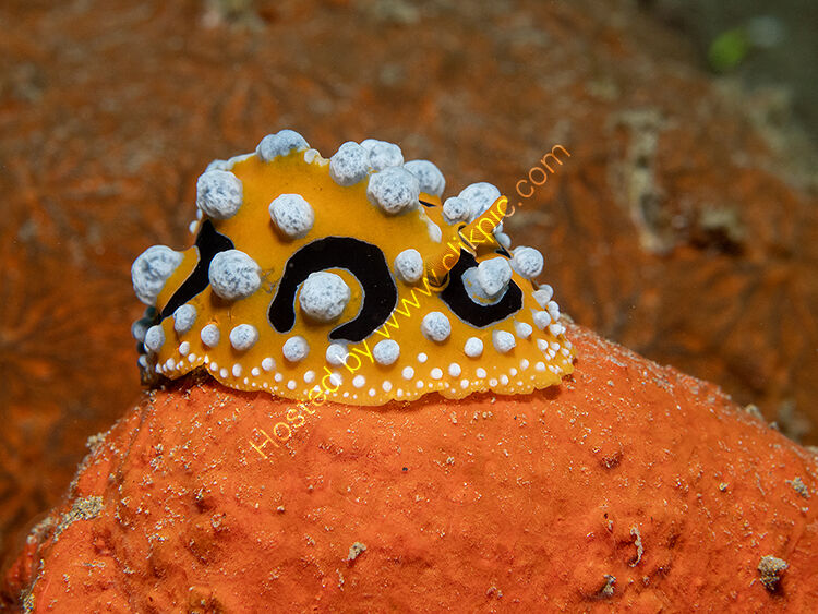 P cuvier nudibranch