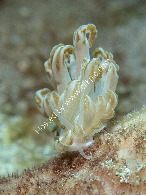 P paragatum nudibranch