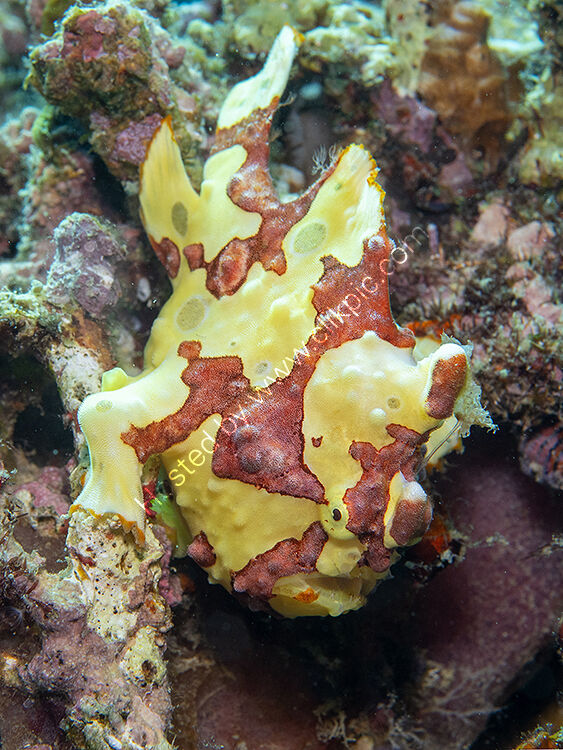 Painted frogfish