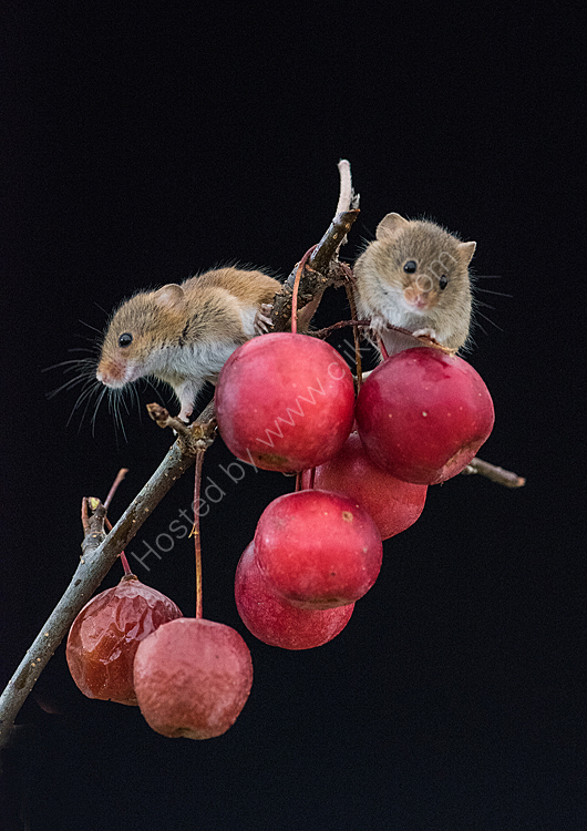 Pair harvet mice on apples Cate Barrow photography