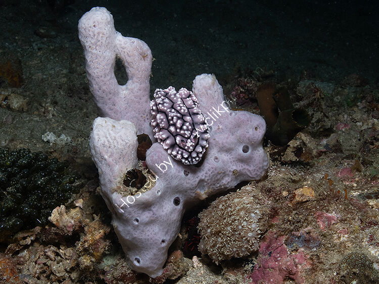 Phyllidiella granulata nudibranch