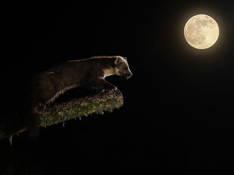 Pine marten lit by moonlight