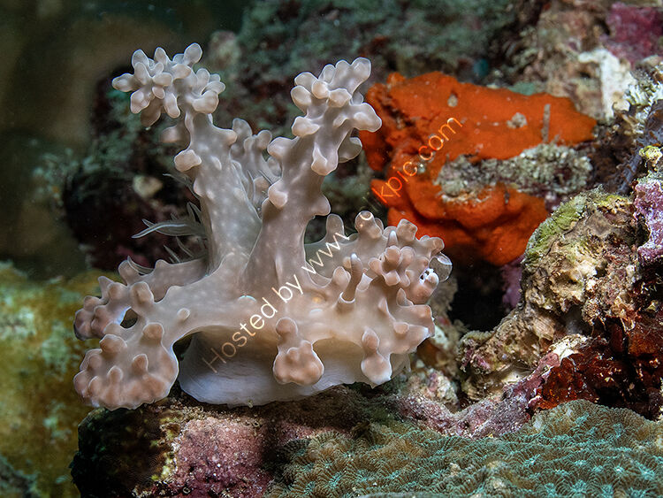 Pink Allens Cerasatoma nudi