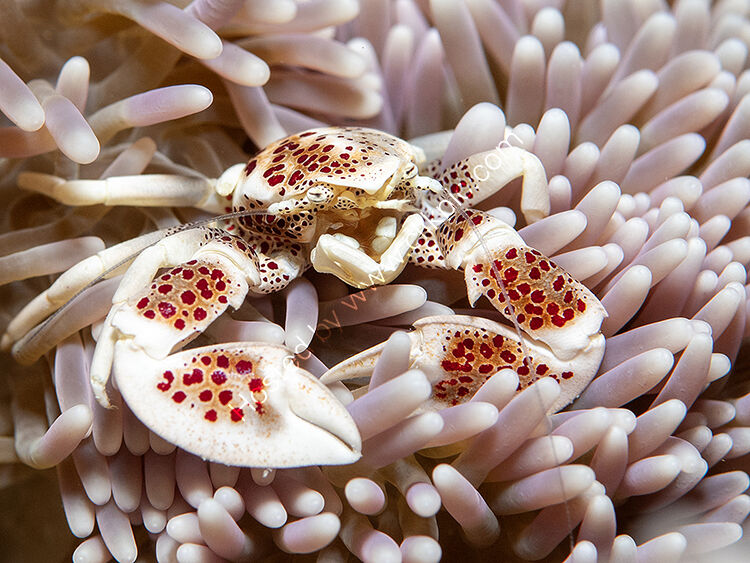 Porcelain crab