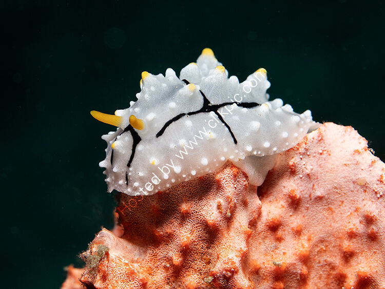R fungia nudibranch