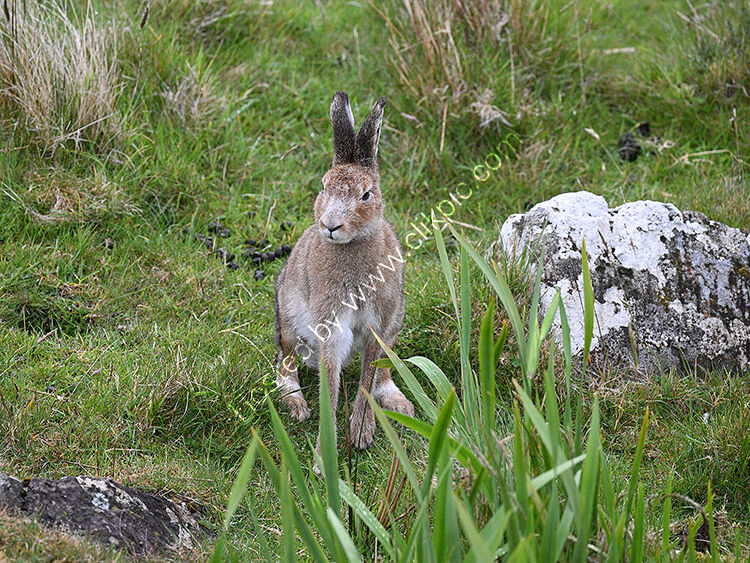 Raithlin hare